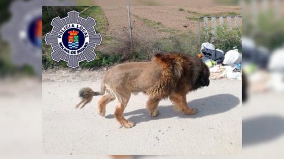 Foto: @MolinaPolicia