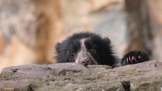 oso de anteojos