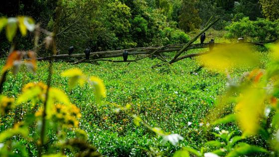¡Ya abrieron! 13 humedales para visitar gratis en Bogotá