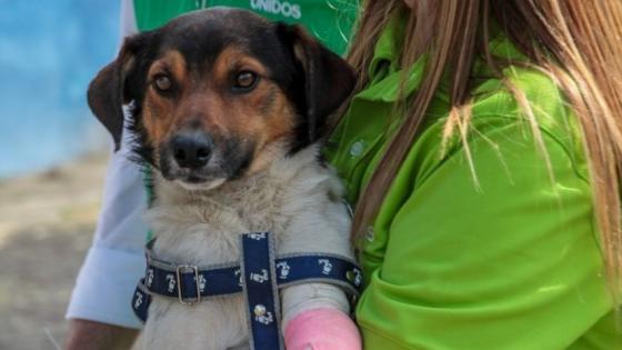 Valiente, el perro símbolo de la tragedia invernal en Dabeiba