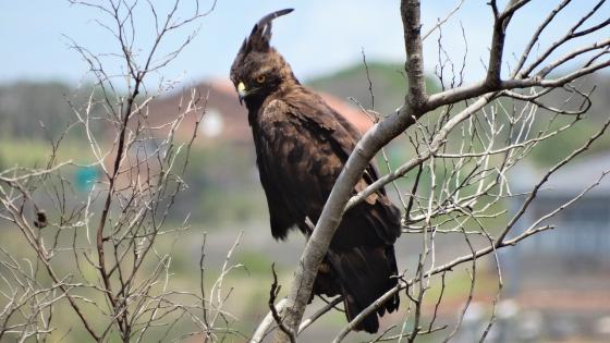 Águila crestada fue vista en Quindío 15 años después y la atacaron