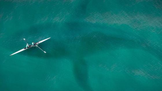 La nueva ballena de Estados Unidos está al borde de la extinción