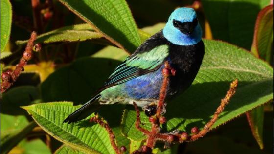 avistamiento de aves cuarentena