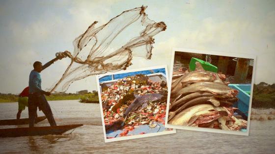 Pesca Indiscriminada