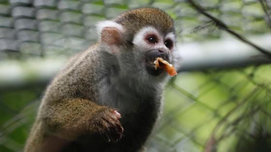 Monos rescatados en Cali Colombia