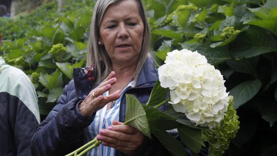 Hortensias de una floricultora colombiana abren paso en mercado internacional