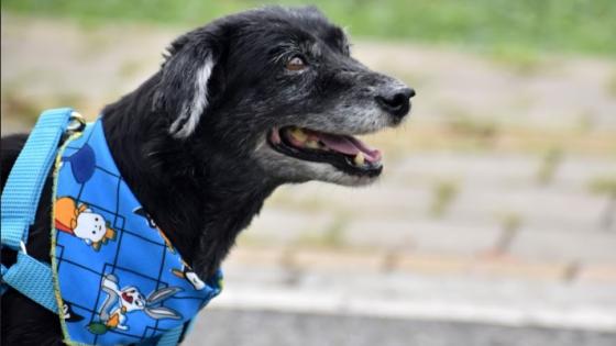 lenon perro la perla Medellín noticias adopción doce años