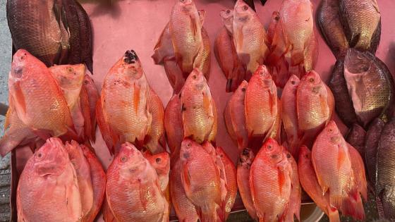 recomendaciones para comprar pescado en Semana Santa 
