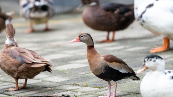 Emilio Pisingo Pato Parque Norte Medellín