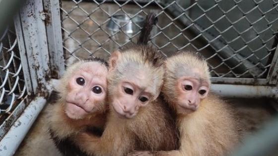 trafico de fauna Dagma noticias 