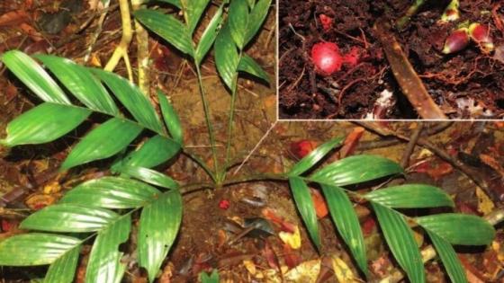 Palmera que fructifica debajo de la tierra