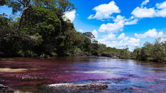 Caño Cristales.  Caño Cristales.