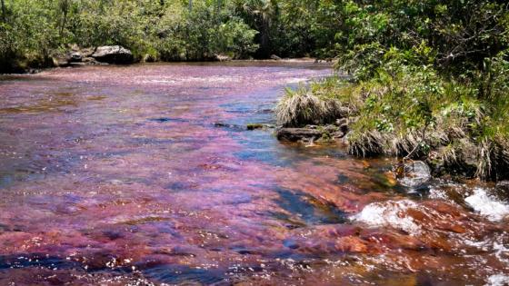 Caño Cristales.  Caño Cristales.