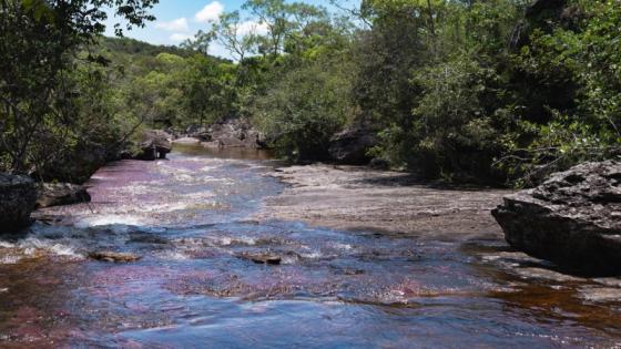 Caño Cristales.  Caño Cristales.