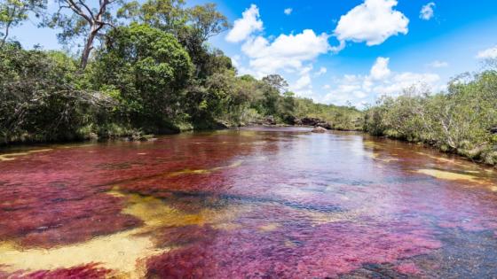 Caño Cristales.  Caño Cristales.