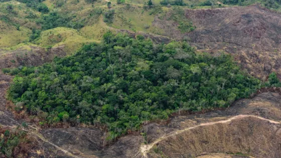 Deforestación en la Amazonía colombiana cayó 25% en 2025